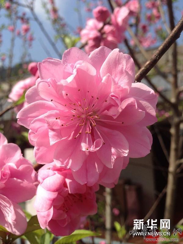 徐寒藝術(shù)館外的花。