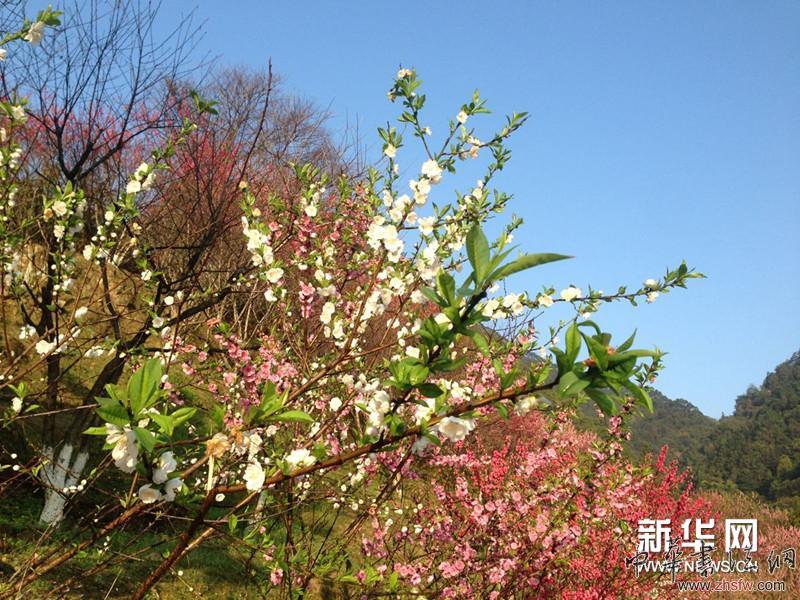 徐寒藝術館外的花樹。