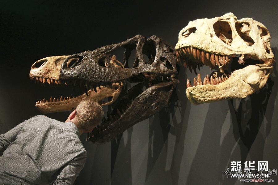 （國際）（1）中國恐龍化石在悉尼展出