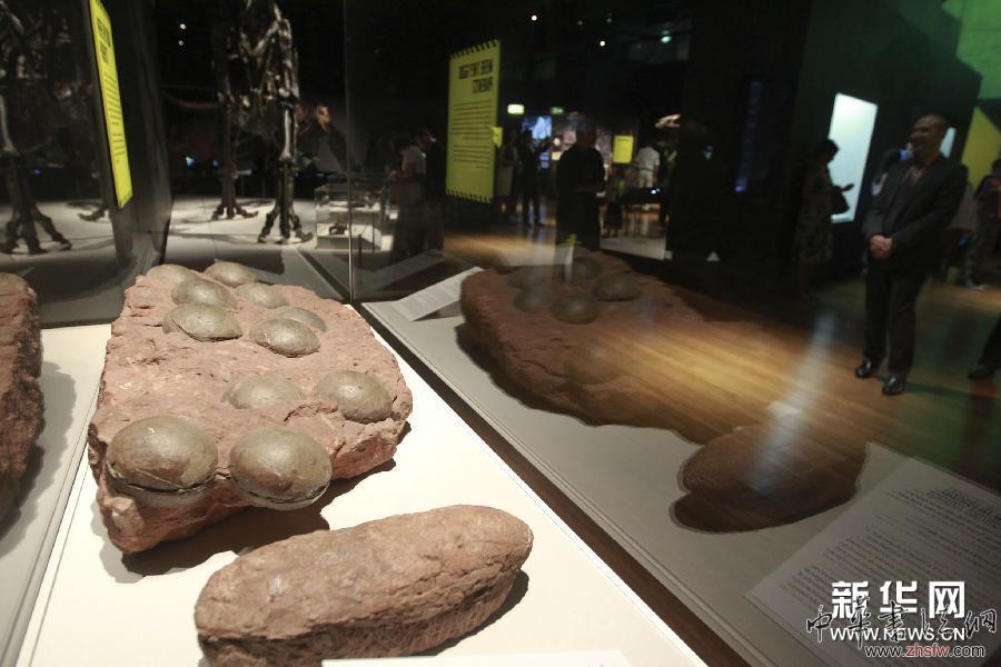 （國際）（2）中國恐龍化石在悉尼展出
