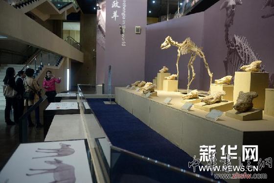 （晚報）（1）甘肅和政古生物化石博物館擴大展出規(guī)模