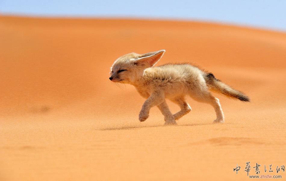 《國家地理旅行者》影賽優(yōu)秀作品