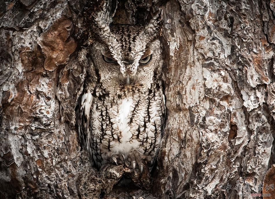 《國家地理旅行者》影賽優(yōu)秀作品