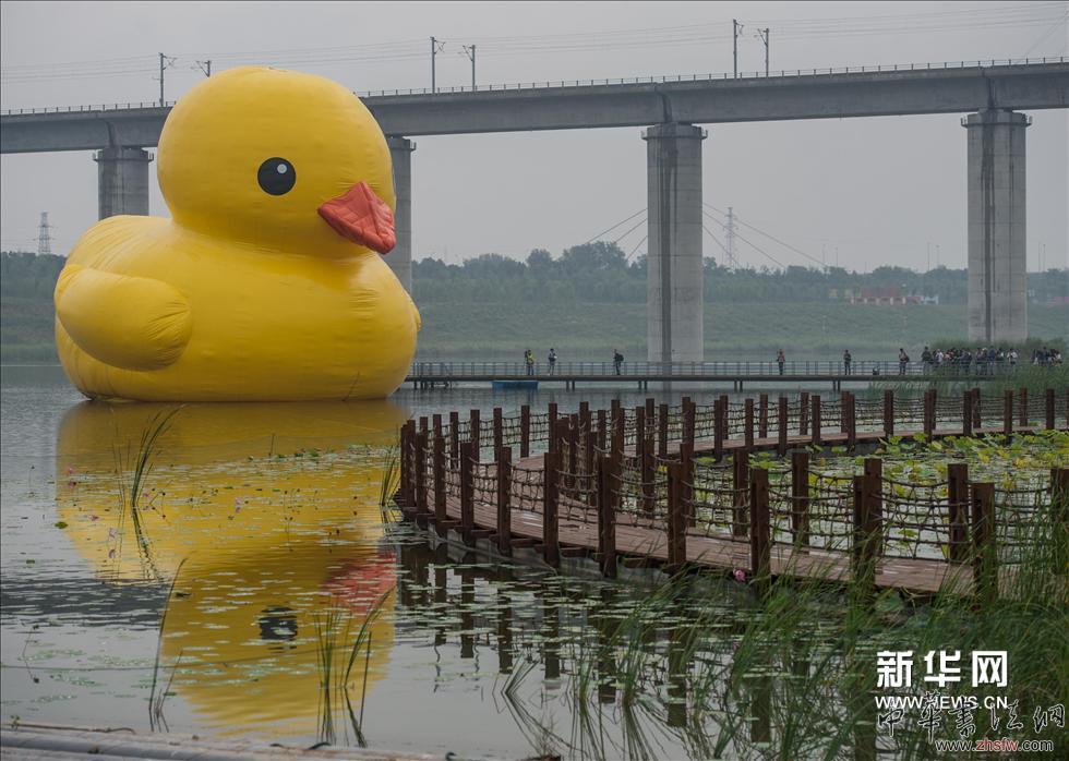 （3）“游弋”在北京園博園園博湖內(nèi)的大黃鴨（9月6日攝）。新華網(wǎng)圖片 羅曉光 攝