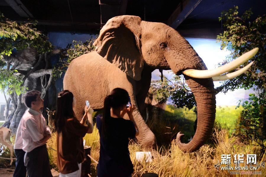#（社會）（2）青島世界動物標(biāo)本藝術(shù)館獲贈百件珍稀野生動物標(biāo)本