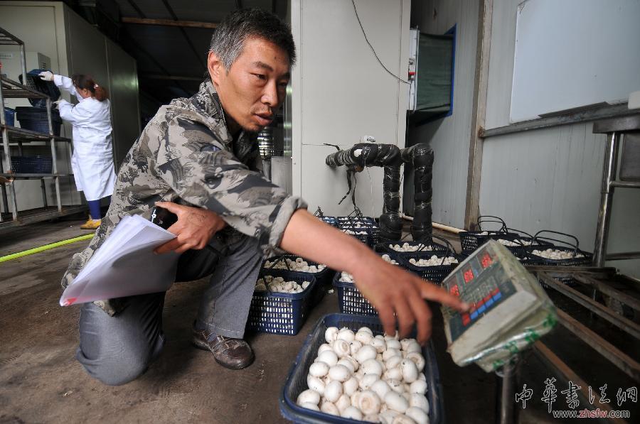 （社會）（2）秸稈是個寶　綜合利用效益高