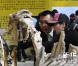 “2014馬化石特展”在沈陽開展 圖