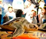 海龜代言做公益 兒童書畫繪海洋