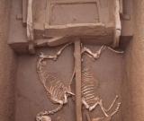 陜西考古現西周時期“最大公共墓地”