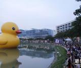 “大黃鴨”“游”到越南胡志明市 圖