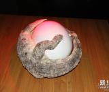 比利時藝術(shù)家的“世界雞繁殖計劃” 組圖