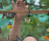 湖南首家蝴蝶文化主題公園即將在長(zhǎng)沙開(kāi)園