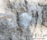 湖南瀏陽發(fā)現(xiàn)3億年貝殼化石（圖）