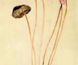 中國(guó)的“馬蒂斯” 常玉的藝術(shù)特色及市場(chǎng)行情