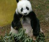 兩岸畫家共賀福州大熊貓巴斯30歲生日