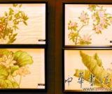 貝寧青年傾心中國工筆畫