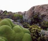 美國在線（AOL）贊助藝術(shù)、創(chuàng)意精英