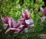 紀(jì)曉嵐故居的花開(kāi)了 組圖