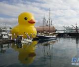大黃鴨現(xiàn)身洛杉磯（圖）