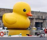 風(fēng)靡世界的“大黃鴨” 圖