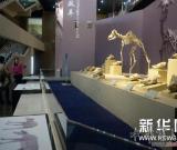 甘肅和政古生物化石博物館擴(kuò)大展出規(guī)模 圖