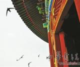 天壇公園祈年殿頻遭燕子“安營扎寨”