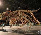 “巨龍傳奇”展覽將在香港舉行 圖