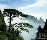 安徽保護(hù)文物資源 黃山迎客松成活文物