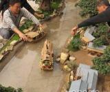 菊藝版清明上河圖亮相第十屆菊花展覽會(huì)