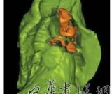 3D技術(shù)利用罕見化石“復(fù)活”地球最早動(dòng)物