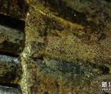 持續(xù)陰雨阻礙重慶大足千手觀音造像修復(fù)工作