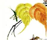 “南北二石”火爆金陵 觀(guān)眾最驚喜齊白石