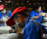 山東無棣：小小貝殼做出瓷器產(chǎn)業(yè)