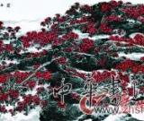 陳永鏘：畫木棉的原因就是喜歡