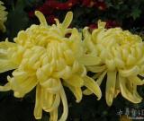 菊花專著《菊譜》在河南開封發(fā)行