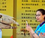 中國(guó)首次集中外馬化石為一體的化石展沈陽(yáng)開(kāi)展