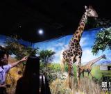 青島世界動物標(biāo)本藝術(shù)館獲贈珍稀野生動物標(biāo)本