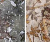 約旦洞窟驚現(xiàn)2000年前畫作