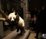 大熊貓“寶寶”“嫣嫣”標(biāo)本在柏林首展