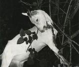 十件關(guān)于羊的藝術(shù)名作