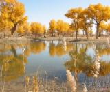 東西方學(xué)者聯(lián)手破譯古語言 還原新疆歷史