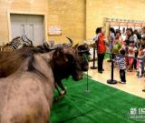 山東博物館辦“非洲野生動物大遷徙展”側(cè)記展覽