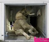 以假亂真 在車庫(kù)大門上創(chuàng)作令人瞠目的畫作