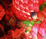 南京：秦淮燈會“小年”正式亮燈