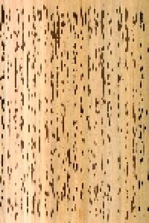 祝允明　手卷曹植詩四首