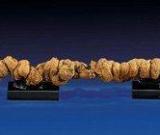 世界最長恐龍糞便化石將拍賣：估價1萬美元