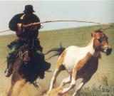 透視蒙古國的馬文化