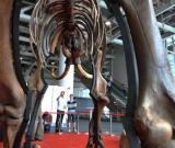 俄羅斯猛犸象化石亮相長沙 組圖