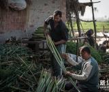 埃及：一張紙莎草畫的由來