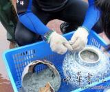 “南澳I號(hào)”船載文物基本打撈完畢（圖）